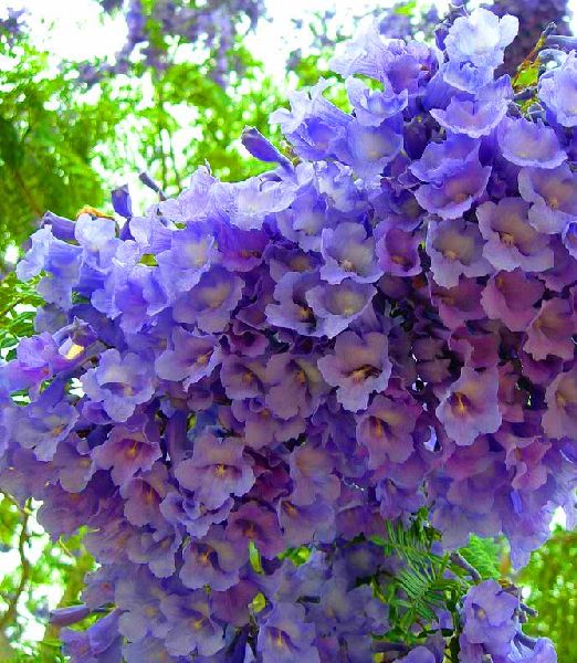 Jacaranda mimosifolia